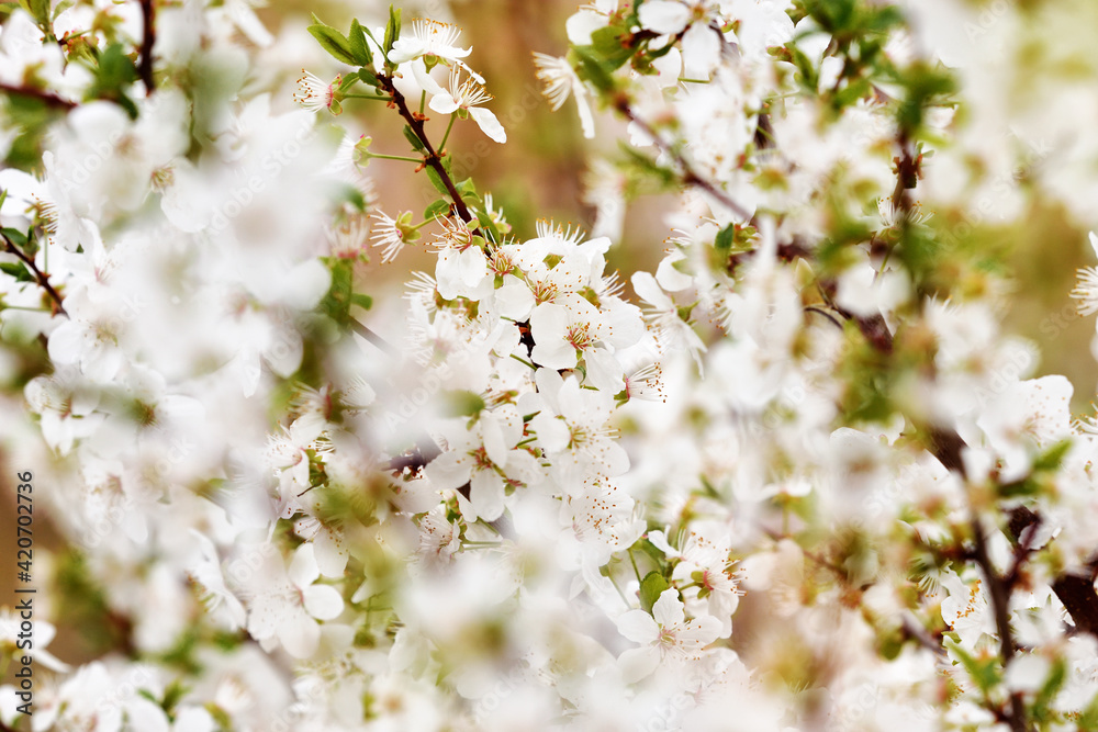 Fototapeta premium Hawthorn flowers in spring macro blossom beautiful