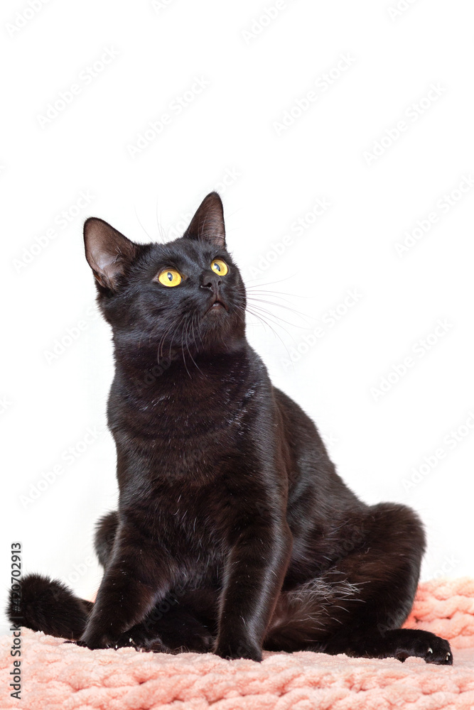 The black cat sits in a funny pose and looks up