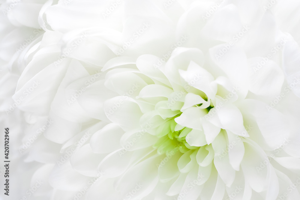 Fototapeta premium Macro of white chrysanthemum flower. Template for bridal or baptism invitation card.