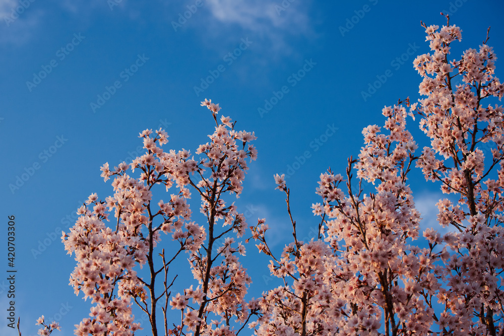 春の満開の桜の花と綺麗な青空の風景