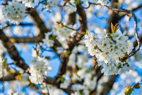 Spring. Explosion of life in the nature and in the ancient villages.