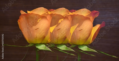beautiful orange roses on a brown background