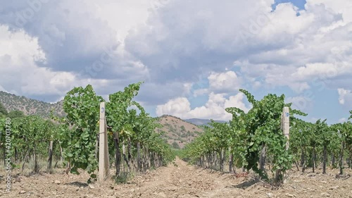 Vineyard on a sunny day. Rows of grape trees.  photo