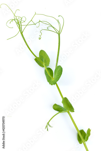 single pea sprout with tendrils lying flat on white background © kubais