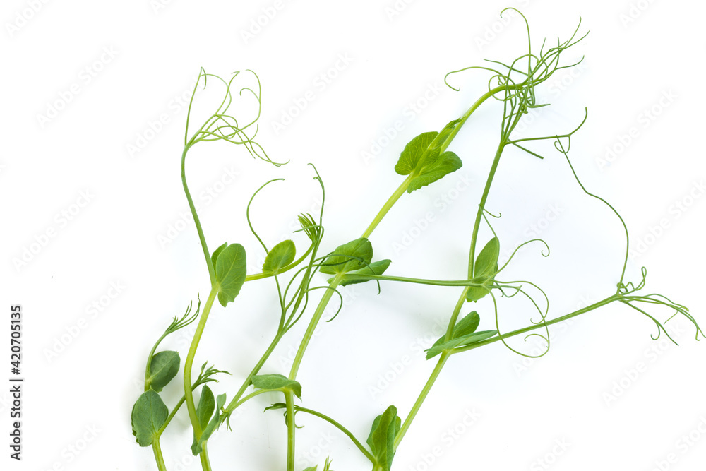 pea sprouts with tendrils lying flat