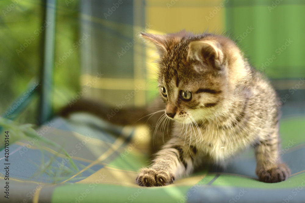 Naklejka premium El gatito