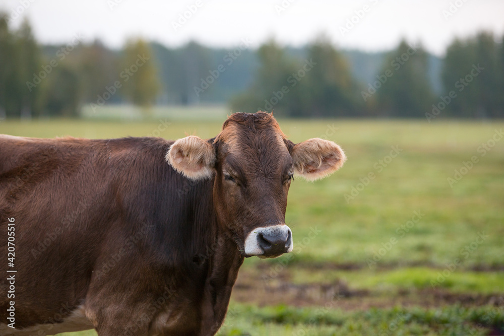 Dark brown cow in a green meadow in the morning with a forest in the background