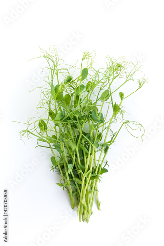 bunch of freshly cut green pea sprouts micro greens