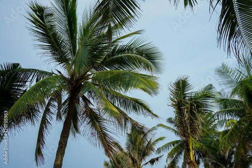 Palm trees against blue sky © Andor