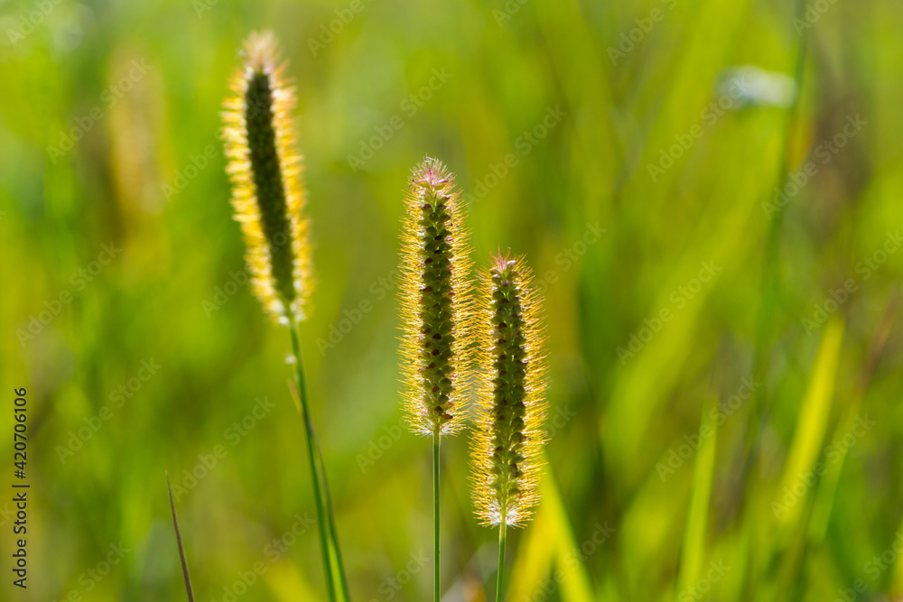 spikelets of grass on a gentle light green background. Green grass with spikelets in a field under the sun, close-up, natural background. space for text