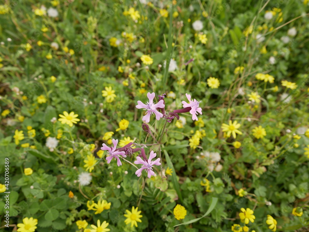 Small fragrant lilac storksbill flowers in a meadow on a sunny spring day. Vegetable raw materials for the manufacture of medicines. Small fragrant lilac storksbill flowers in a meadow on a sunny spring day. Vegetable raw materials for the manufacture of medicines.