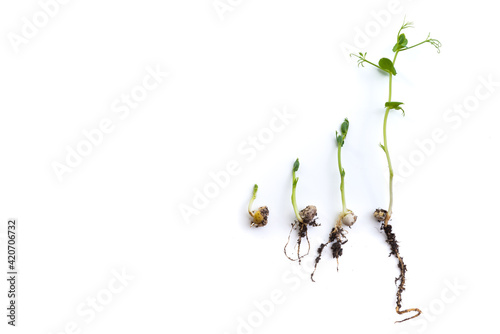 pea sprouts in different growth stage