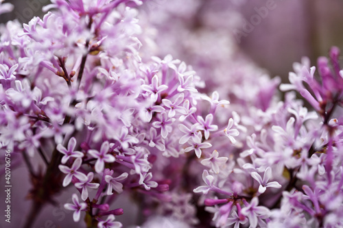 Common lilac blossom beautiful purple tone flowers