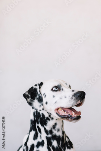 Portrait of a Dalmatian dog photo