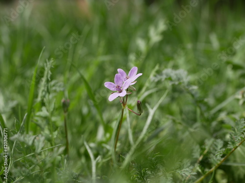 Small fragrant lilac storksbill flowers in a meadow on a sunny spring day. Vegetable raw materials for the manufacture of medicines.