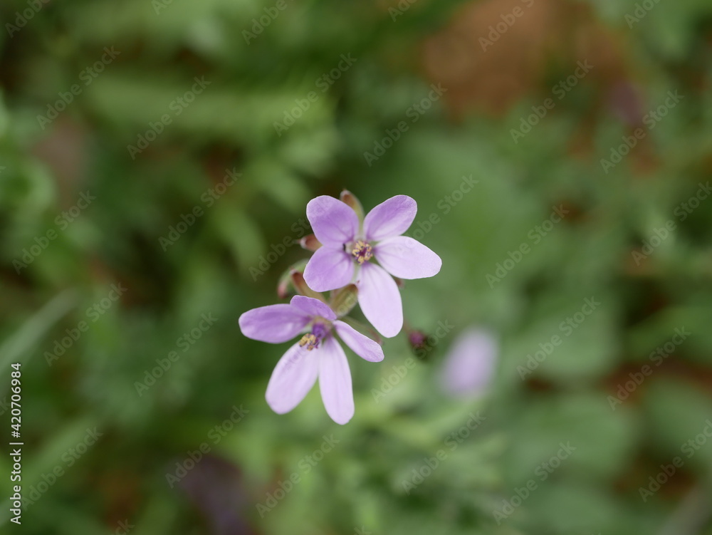Small fragrant lilac storksbill flowers in a meadow on a sunny spring day. Vegetable raw materials for the manufacture of medicines. Small fragrant lilac storksbill flowers in a meadow on a sunny spring day. Vegetable raw materials for the manufacture of medicines.