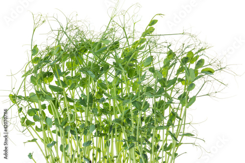 young pea plants on white background