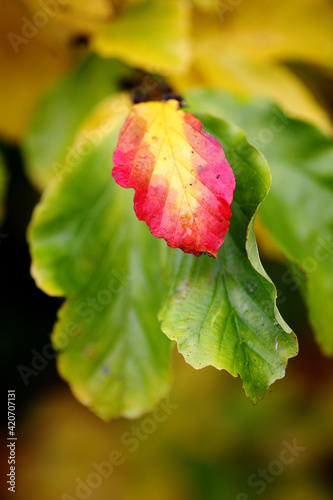 Parrotia persica tree in fall photo