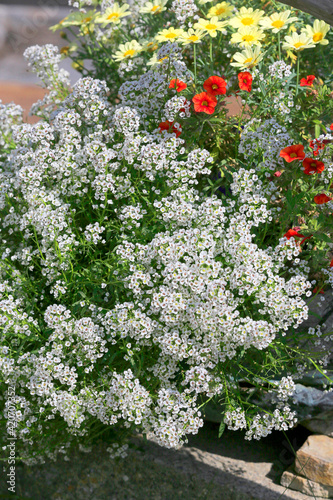 Blumenbeet mit weißen und roten Blüten