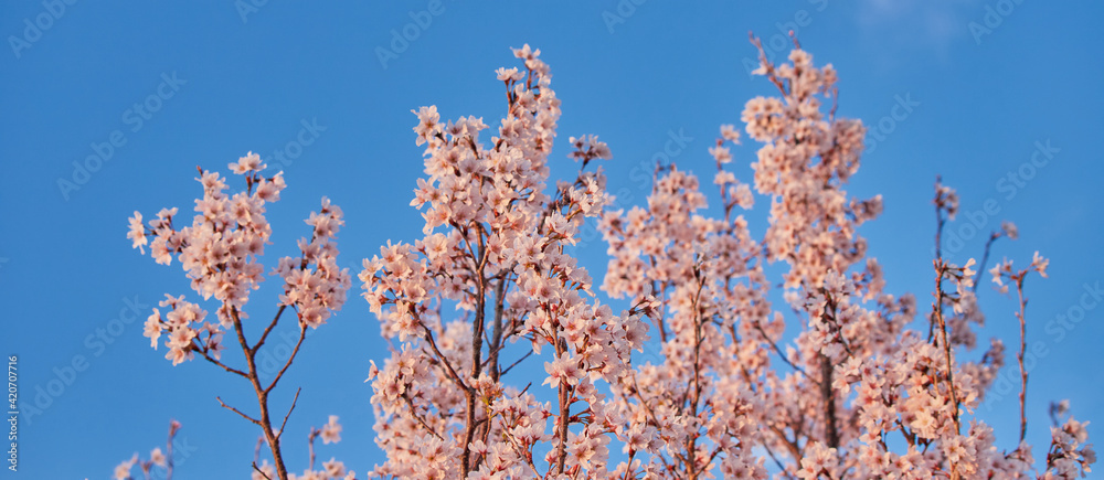 ワイド幅撮影した春の満開の桜の花のアップ写真