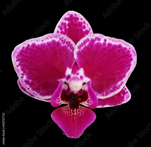 Dark red miniature orchide single flower  isolated