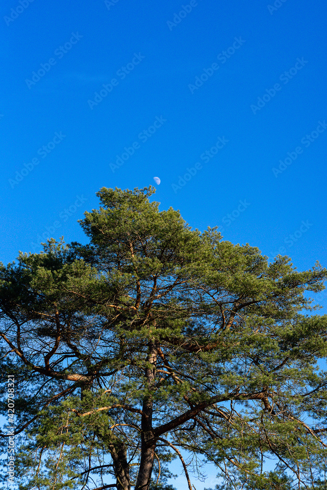 Obraz premium Kiefer mit Mond und blauen Himmel im Hintergrund
