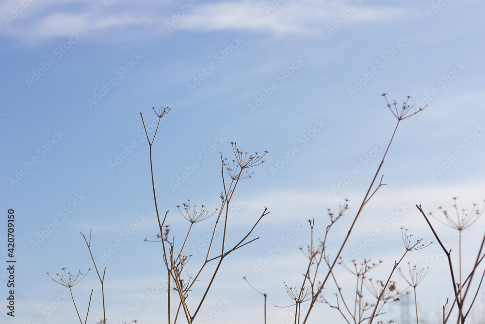 Fototapeta premium Mediterranean weeds against the background of the sky