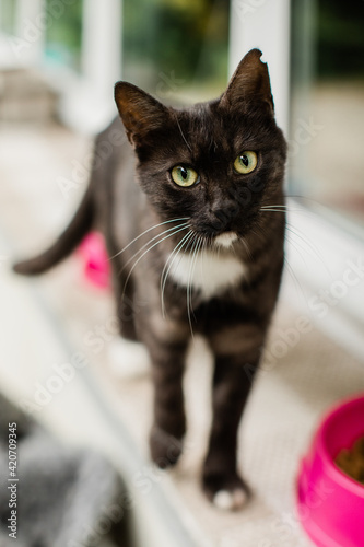 Cat looking straight at the camera while standing on windowsill