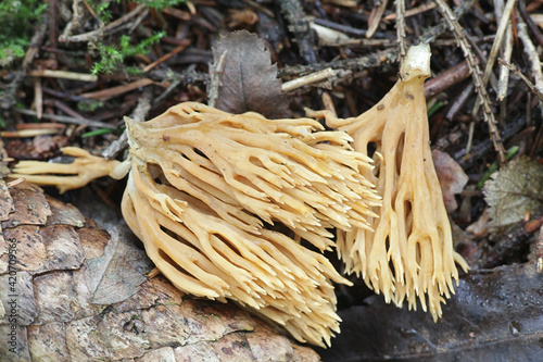 Phaeoclavulina eumorpha, a coral fungus from Finland with no common English name photo