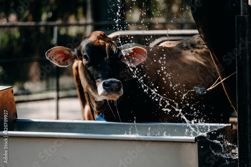 Portrait Of A Cow Whipping Water photo