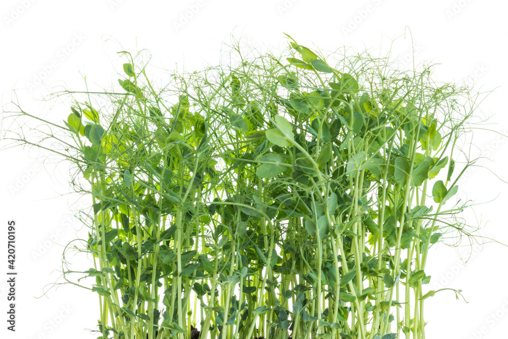 Fototapeta premium young pea plants on white background