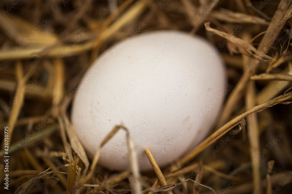 Chicken egg in nest. Natural organic food source on bird farm Chicken egg in nest. Natural organic food source on bird farm