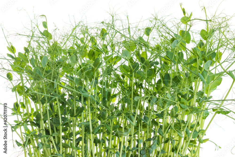 Fototapeta premium young pea plants on white background