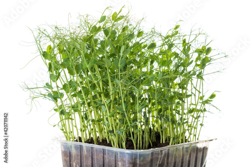 young pea plants in plastic container
