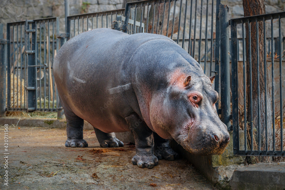 A large fat hippopotamus in the zoo, standing in its valier against the background of a fence A large fat hippopotamus in the zoo, standing in its valier against the background of a fence