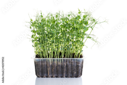 young pea plants in plastic container