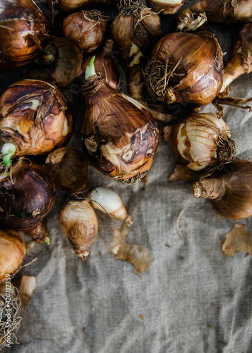 Many spring flowering bulbs on cloth ready tp be planted photo