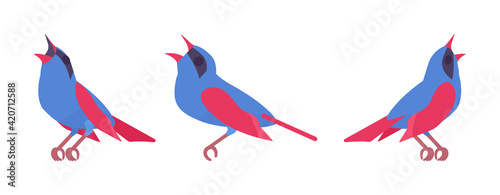 Songbird red and blue set, beautiful singing little musical birds. Wildlife study, ornithology, birdwatching. Vector flat style cartoon illustration isolated on white background, different views