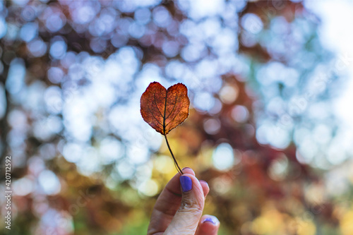 Heart shaped leaf photo