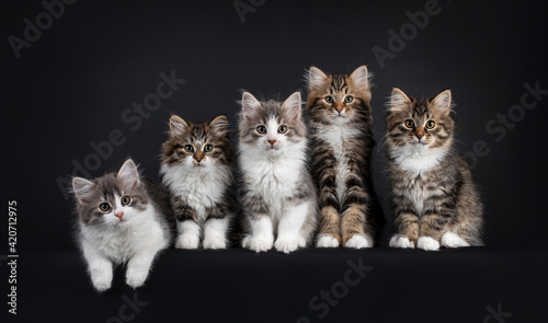 Group of five Siberian cat kittens in a variaty of colors, laying and sitting on a row from small to big. Looking towards camera. Isolated on a black background.
