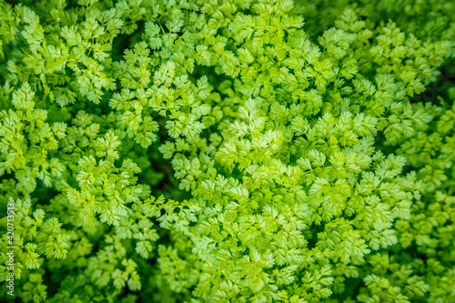 Canvas Print Green Chervil plant in a vegetable garden.