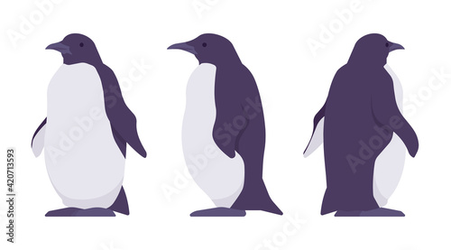 Penguin set, cute large aquatic flightless seabird. Water life, ornithology and birdwatching concept. Vector flat style cartoon illustration isolated on white background, different views
