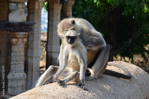Bengal sacred langur: Mother is grooming his child