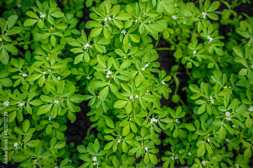 Fenugreek plant in field. Green Fenugreek . Fresh Green Fenugreek Leaves . photo