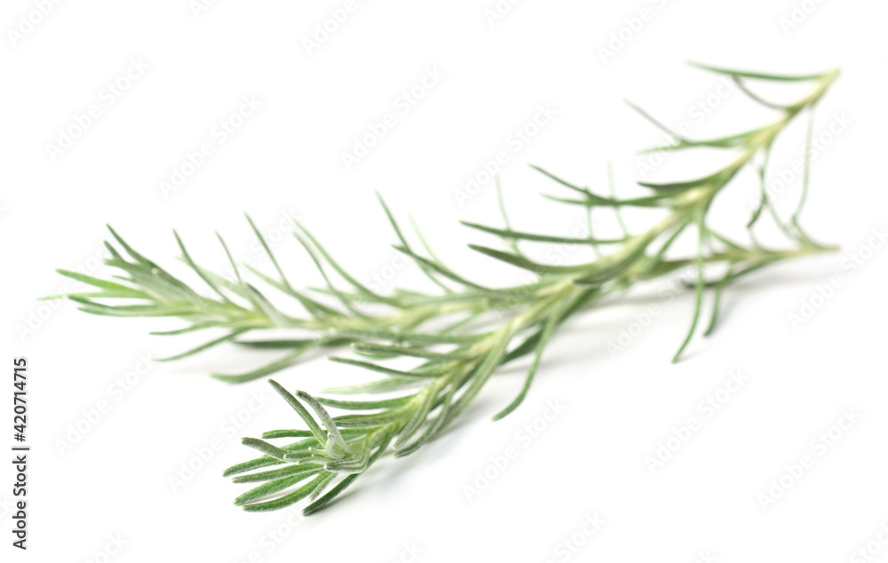 fresh herb, curry plant isolated on white background