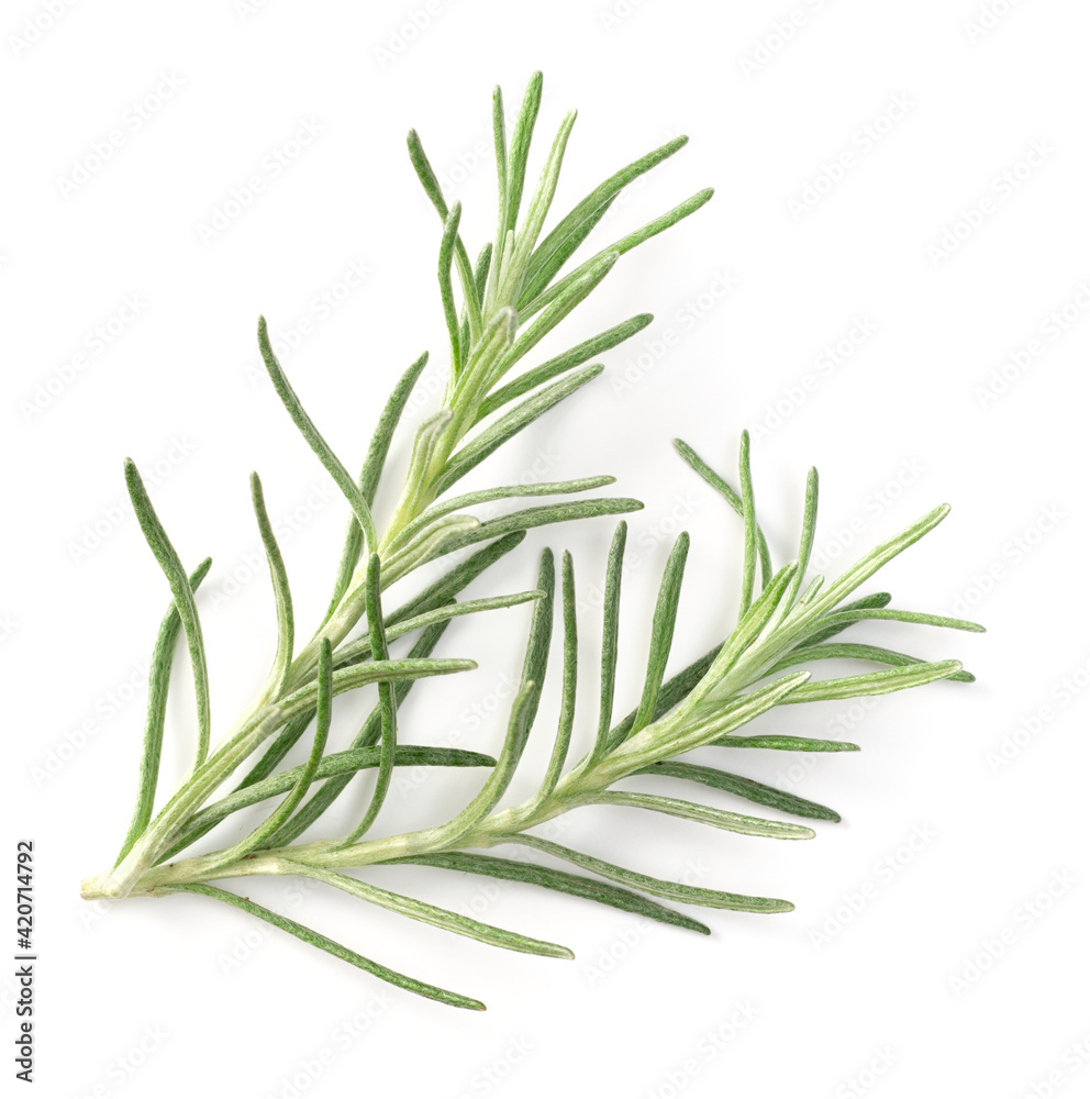 fresh curry plant isolated on white background, top view fresh curry plant isolated on white background, top view