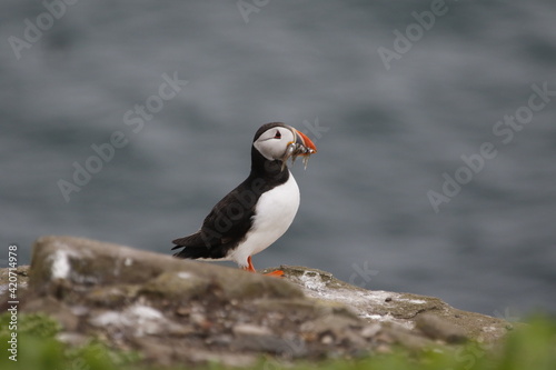 Atlantic puffins at a colony on the Farne Islands in the North Sea