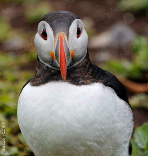 Atlantic puffins at a colony on the Farne Islands in the North Sea