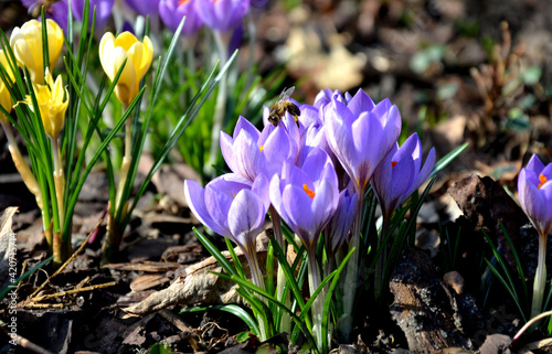 Canvastavla spring bed with bulbs and hellebore which has just formed flower buds and will bloom soon