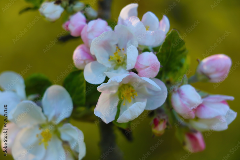 The apple tree branch blooms in the spring in the garden. - obrazy, fototapety, plakaty 